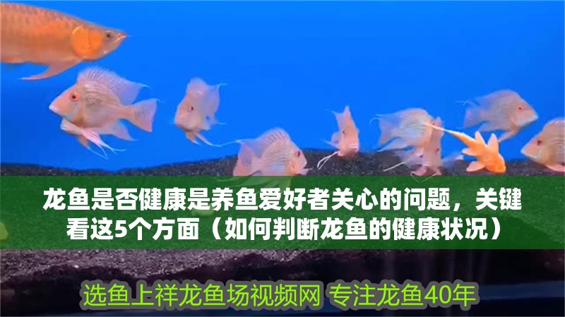 龍魚是否健康是養(yǎng)魚愛(ài)好者關(guān)心的問(wèn)題，關(guān)鍵看這5個(gè)方面（如何判斷龍魚的健康狀況）