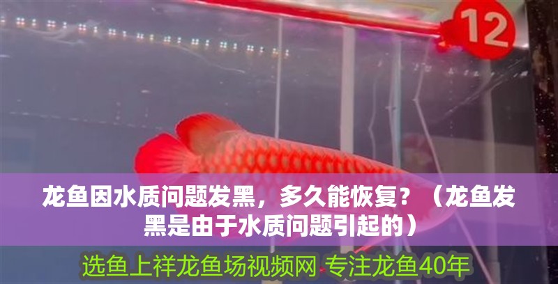 龍魚(yú)因水質(zhì)問(wèn)題發(fā)黑，多久能恢復(fù)？（龍魚(yú)發(fā)黑是由于水質(zhì)問(wèn)題引起的）