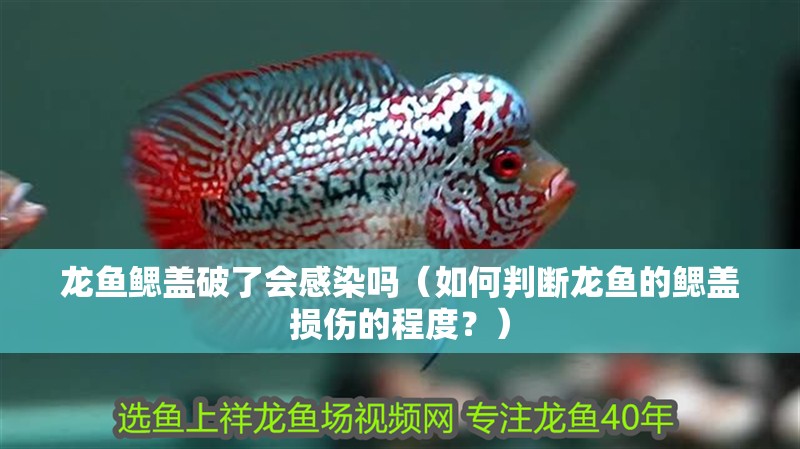 龍魚鰓蓋破了會感染嗎（如何判斷龍魚的鰓蓋損傷的程度？）
