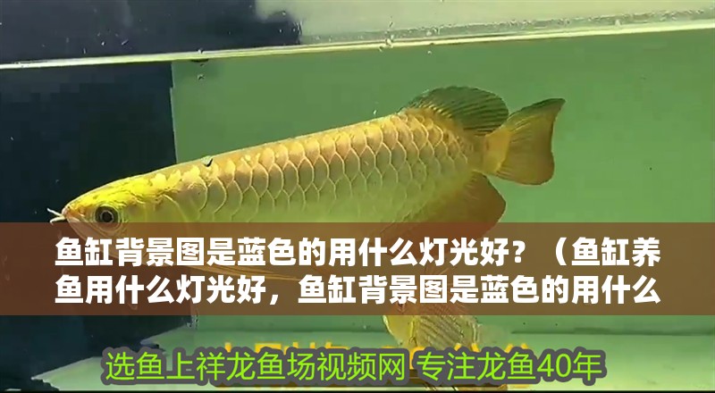 魚缸背景圖是藍色的用什么燈光好？（魚缸養魚用什么燈光好，魚缸背景圖是藍色的用什么燈光好）