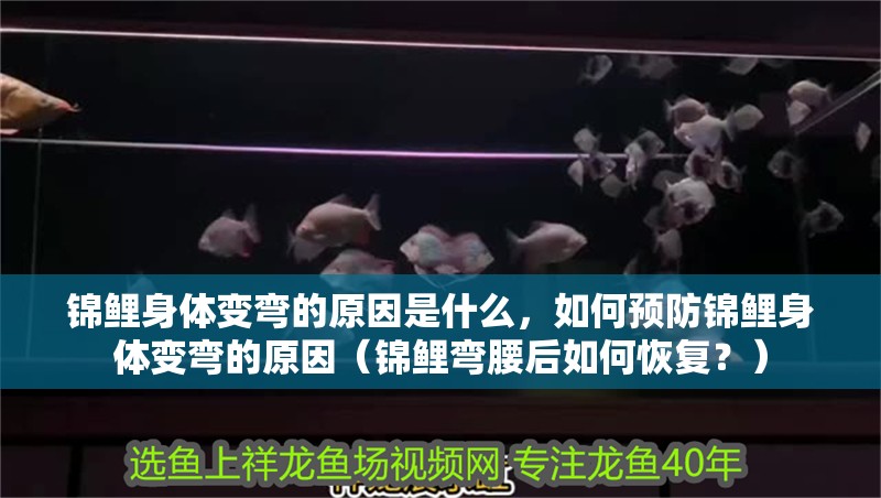 錦鯉身體變彎的原因是什么，如何預防錦鯉身體變彎的原因（錦鯉彎腰后如何恢復？）
