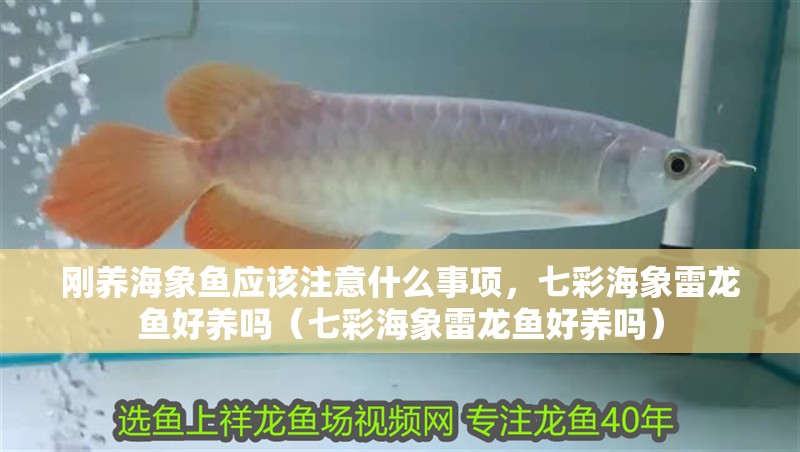 剛養海象魚應該注意什么事項，七彩海象雷龍魚好養嗎（七彩海象雷龍魚好養嗎） 剛養海象魚應該注意什么事項，七彩海象雷龍魚好養嗎（七彩海象雷龍魚好養嗎） 觀賞魚百科