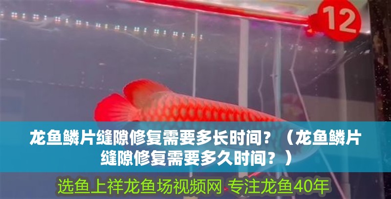 龍魚鱗片縫隙修復需要多長時間？（龍魚鱗片縫隙修復需要多久時間？）