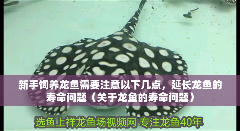 新手飼養龍魚需要注意以下幾點，延長龍魚的壽命問題（關于龍魚的壽命問題）