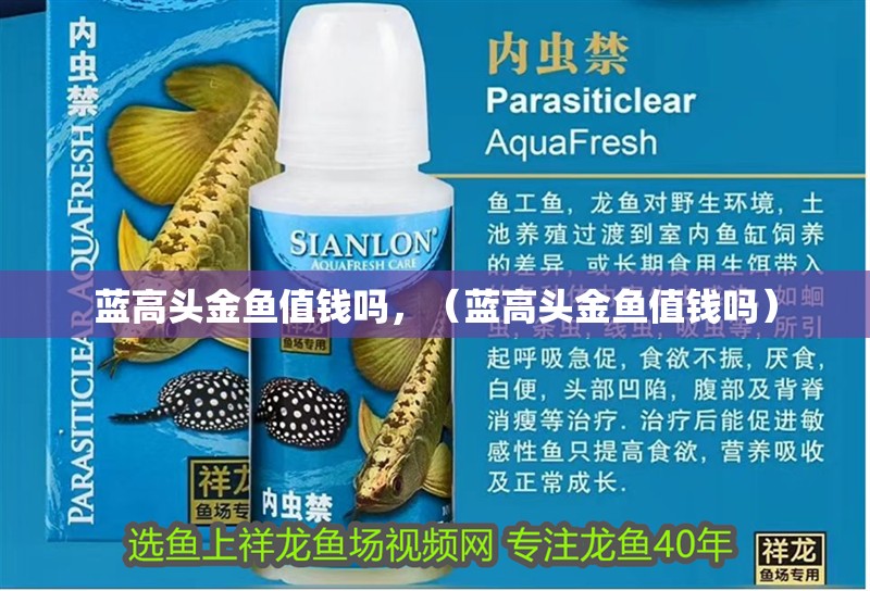 藍高頭金魚值錢嗎，（藍高頭金魚值錢嗎）