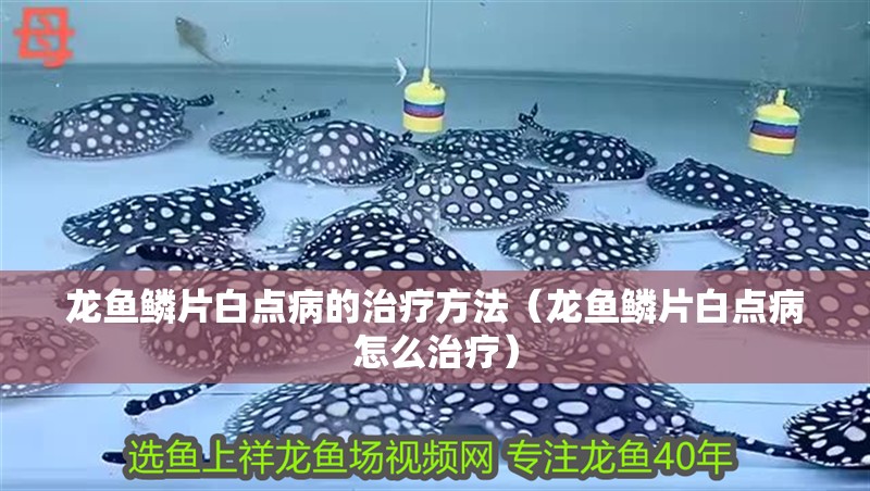 龍魚鱗片白點病的治療方法（龍魚鱗片白點病怎么治療）