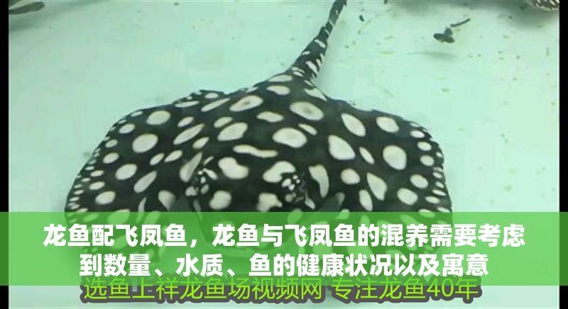 龍魚配飛鳳魚，龍魚與飛鳳魚的混養需要考慮到數量、水質、魚的健康狀況以及寓意
