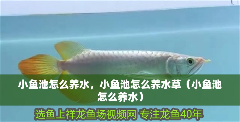 小魚池怎么養水，小魚池怎么養水草（小魚池怎么養水） 小魚池怎么養水，小魚池怎么養水草（小魚池怎么養水） 觀賞魚百科