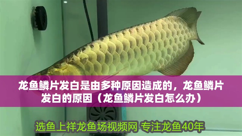 龍魚鱗片發白是由多種原因造成的，龍魚鱗片發白的原因（龍魚鱗片發白怎么辦）