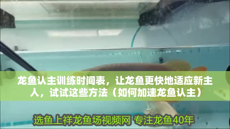龍魚認主訓練時間表，讓龍魚更快地適應新主人，試試這些方法（如何加速龍魚認主）