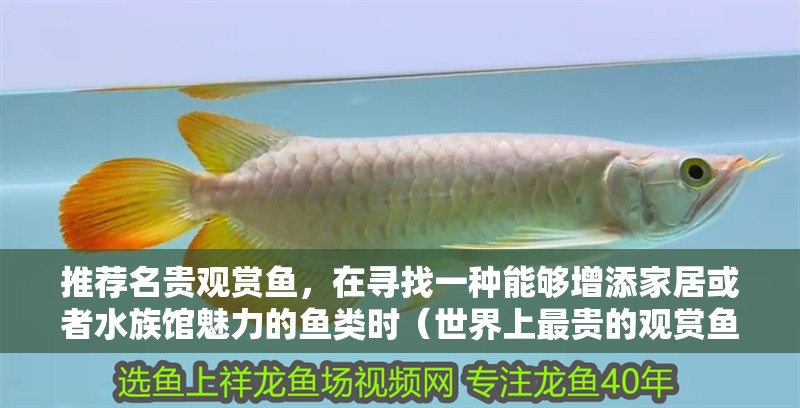 推薦名貴觀賞魚，在尋找一種能夠增添家居或者水族館魅力的魚類時（世界上最貴的觀賞魚推薦：錦鯉樓蘭和血紅龍哪個更珍貴）