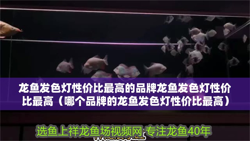 龍魚發色燈性價比最高的品牌龍魚發色燈性價比最高（哪個品牌的龍魚發色燈性價比最高）