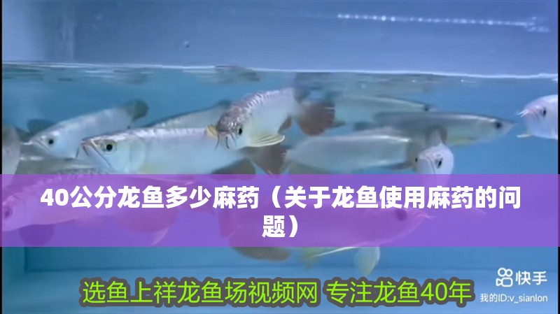 40公分龍魚多少麻藥（關(guān)于龍魚使用麻藥的問題）