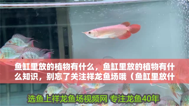 魚缸里放的植物有什么，魚缸里放的植物有什么知識，別忘了關(guān)注祥龍魚場哦（魚缸里放什么植物好？）