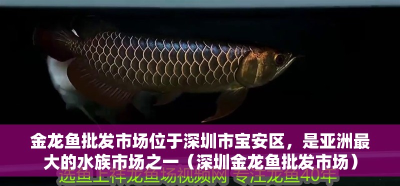 金龍魚批發(fā)市場(chǎng)位于深圳市寶安區(qū)，是亞洲最大的水族市場(chǎng)之一（深圳金龍魚批發(fā)市場(chǎng)）
