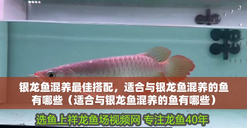 銀龍魚混養(yǎng)最佳搭配，適合與銀龍魚混養(yǎng)的魚有哪些（適合與銀龍魚混養(yǎng)的魚有哪些）