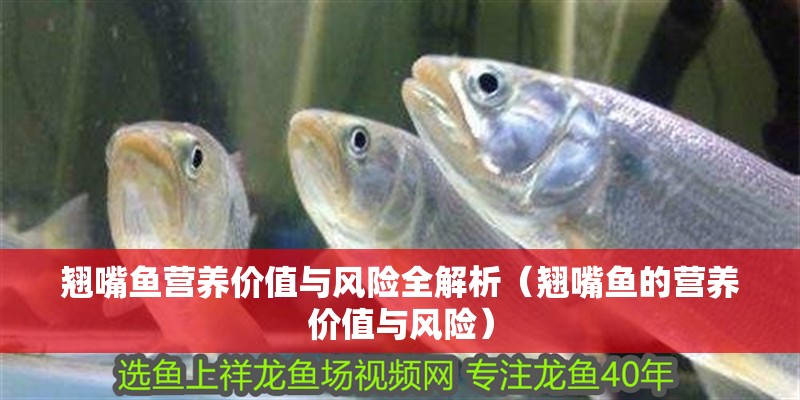 翹嘴魚營養(yǎng)價值與風險全解析（翹嘴魚的營養(yǎng)價值與風險）