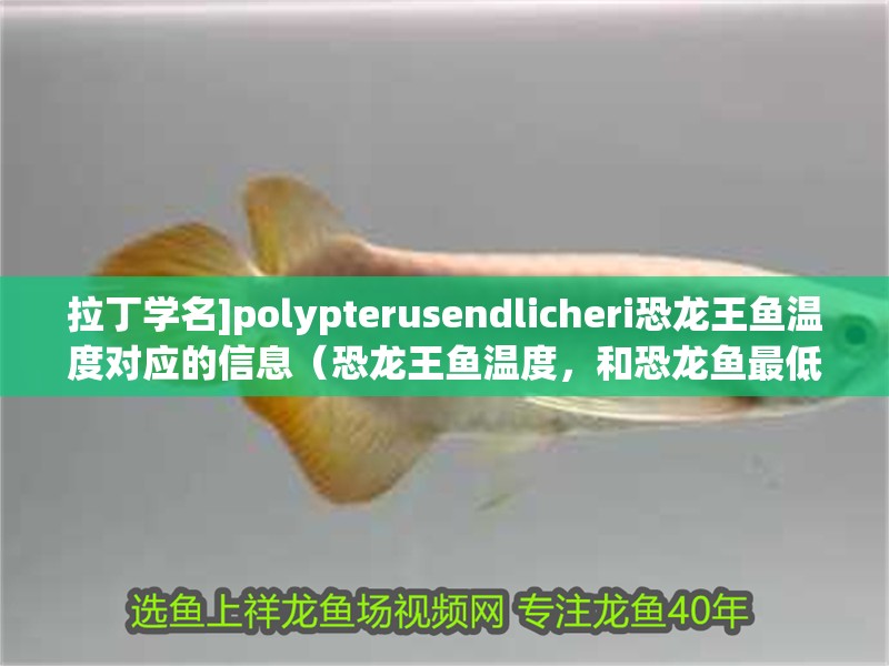 拉丁學名]polypterusendlicheri恐龍王魚溫度對應的信息（恐龍王魚溫度，和恐龍魚最低溫度對應的相關信息）