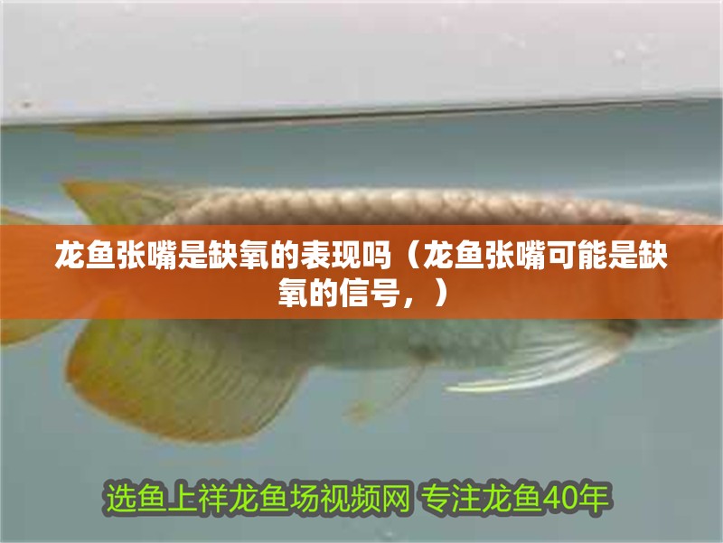 龍魚張嘴是缺氧的表現嗎（龍魚張嘴可能是缺氧的信號，） 龍魚張嘴是缺氧的表現嗎（龍魚張嘴可能是缺氧的信號，） 龍魚百科