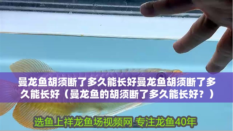 曼龍魚胡須斷了多久能長好曼龍魚胡須斷了多久能長好（曼龍魚的胡須斷了多久能長好？）