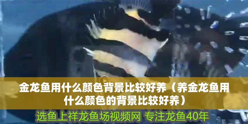 金龍魚用什么顏色背景比較好養(yǎng)（養(yǎng)金龍魚用什么顏色的背景比較好養(yǎng)）