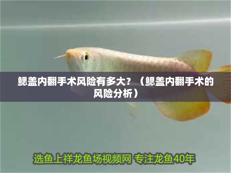 鰓蓋內翻手術風險有多大？（鰓蓋內翻手術的風險分析）