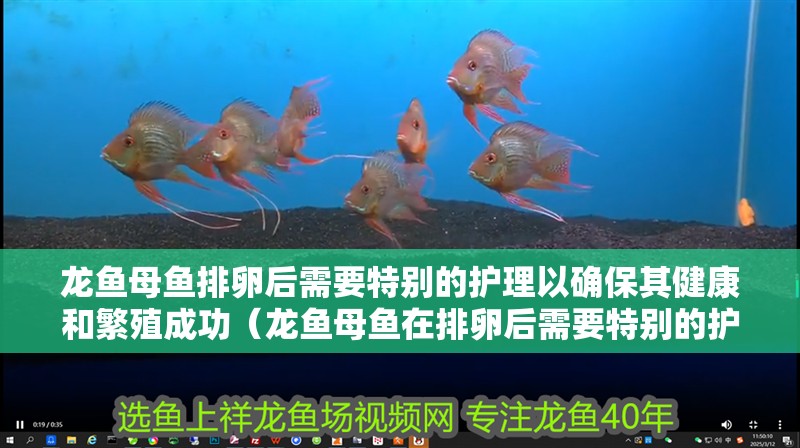 龍魚母魚排卵后需要特別的護理以確保其健康和繁殖成功（龍魚母魚在排卵后需要特別的護理以確保其健康和繁殖成功）