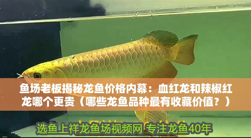 魚缸過濾器選購指南:自制魚缸過濾器魚缸上置過濾器對于養魚愛好者的必備知識 魚場老板揭秘龍魚價格內幕:血紅龍和辣椒紅龍哪個更貴(哪些龍魚品種最有收藏價值?) 龍魚百科 魚場老板揭秘龍魚價格內幕:血紅龍和辣椒紅龍哪個更貴(哪些龍魚品種最有收藏價值?) 魚場老板揭秘龍魚價格內幕:血紅龍和辣椒紅龍哪個更貴(哪些龍魚品種最有收藏價值?) 龍魚百科
