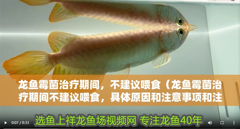 龍魚霉菌治療期間，不建議喂食（龍魚霉菌治療期間不建議喂食，具體原因和注意事項和注意事項）