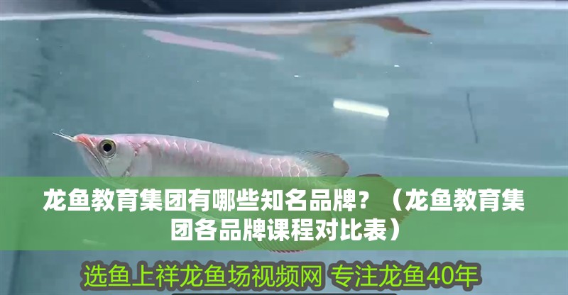 龍魚教育集團有哪些知名品牌？（龍魚教育集團各品牌課程對比表）
