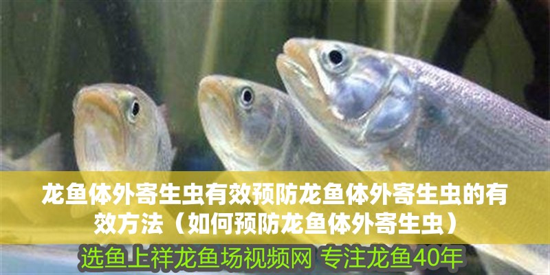 龍魚體外寄生蟲有效預防龍魚體外寄生蟲的有效方法（如何預防龍魚體外寄生蟲）