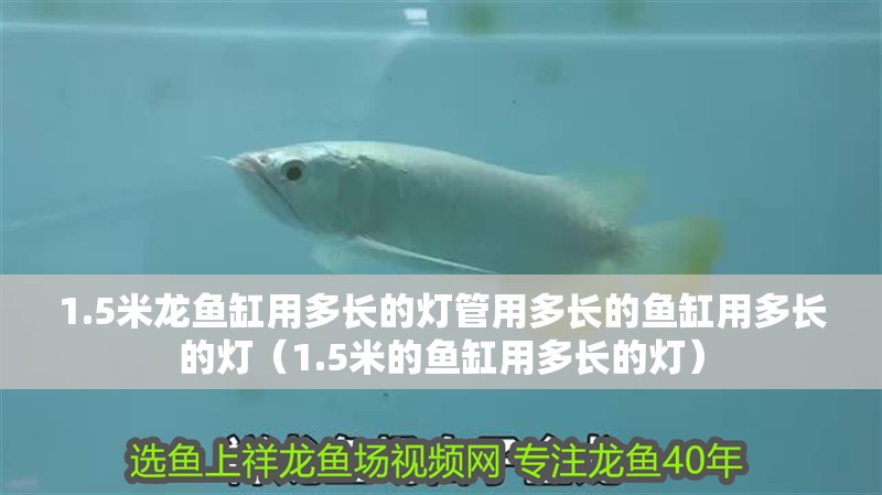 1.5米龍魚(yú)缸用多長(zhǎng)的燈管用多長(zhǎng)的魚(yú)缸用多長(zhǎng)的燈（1.5米的魚(yú)缸用多長(zhǎng)的燈）