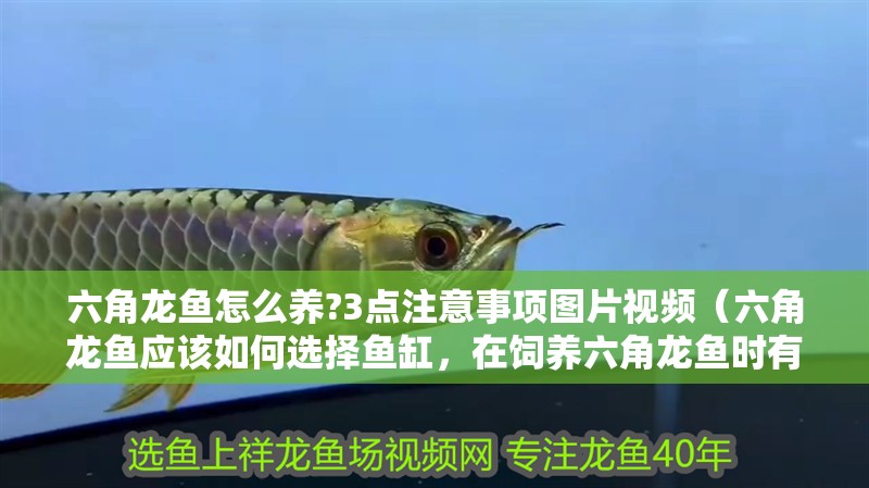 六角龍魚怎么養(yǎng)?3點(diǎn)注意事項(xiàng)圖片視頻（六角龍魚應(yīng)該如何選擇魚缸，在飼養(yǎng)六角龍魚時(shí)有哪些常見問題需要注意）
