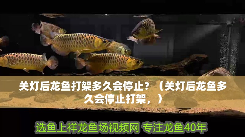 關燈后龍魚打架多久會停止？（關燈后龍魚多久會停止打架，）