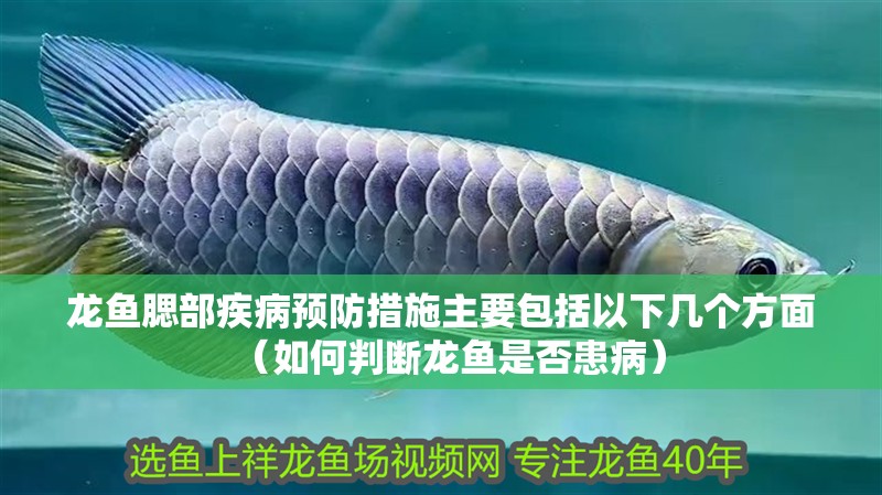 龍魚腮部疾病預防措施主要包括以下幾個方面（如何判斷龍魚是否患病）