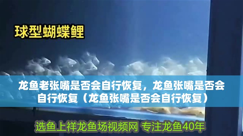 龍魚老張嘴是否會自行恢復，龍魚張嘴是否會自行恢復（龍魚張嘴是否會自行恢復）
