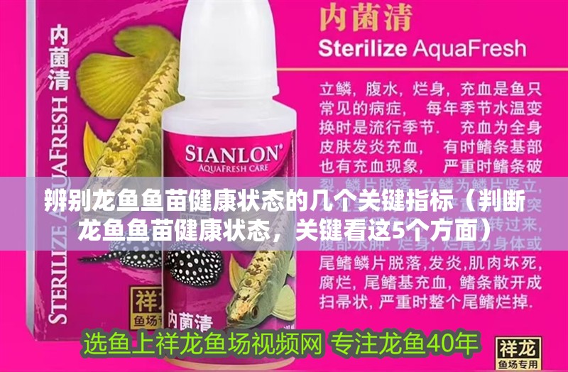 辨別龍魚魚苗健康狀態的幾個關鍵指標（判斷龍魚魚苗健康狀態，關鍵看這5個方面）