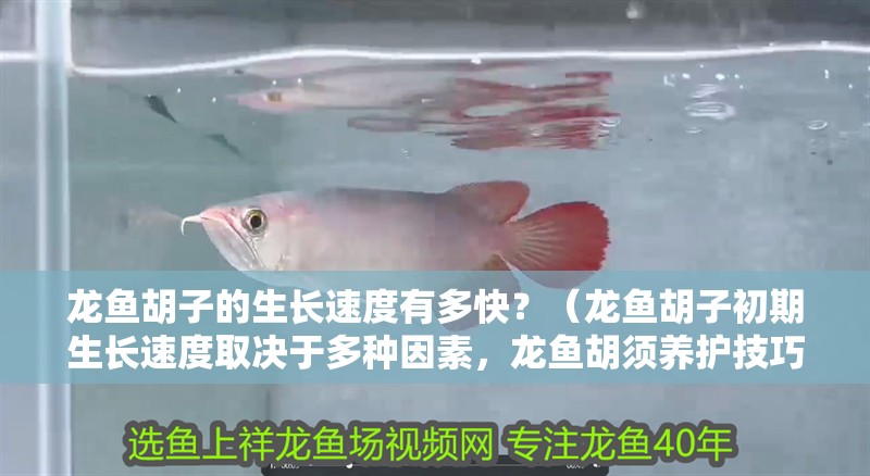 龍魚胡子的生長速度有多快？（龍魚胡子初期生長速度取決于多種因素，龍魚胡須養(yǎng)護技巧清單）