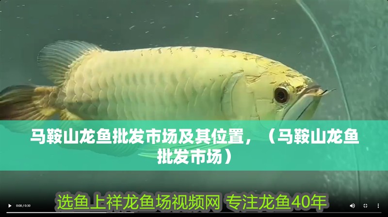 馬鞍山龍魚(yú)批發(fā)市場(chǎng)及其位置，（馬鞍山龍魚(yú)批發(fā)市場(chǎng)） 馬鞍山龍魚(yú)批發(fā)市場(chǎng)及其位置，（馬鞍山龍魚(yú)批發(fā)市場(chǎng)） 觀賞魚(yú)百科