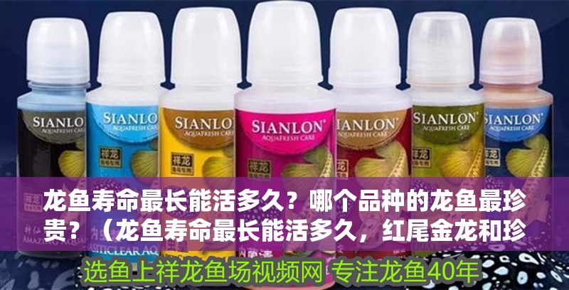 龍魚壽命最長能活多久？哪個品種的龍魚最珍貴？（龍魚壽命最長能活多久，紅尾金龍和珍珠龍壽命最能打）
