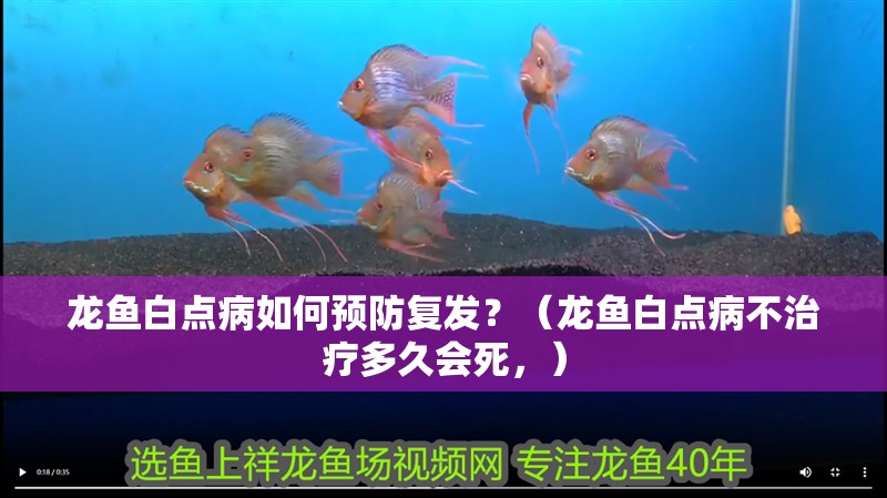 龍魚白點(diǎn)病如何預(yù)防復(fù)發(fā)？（龍魚白點(diǎn)病不治療多久會(huì)死，）