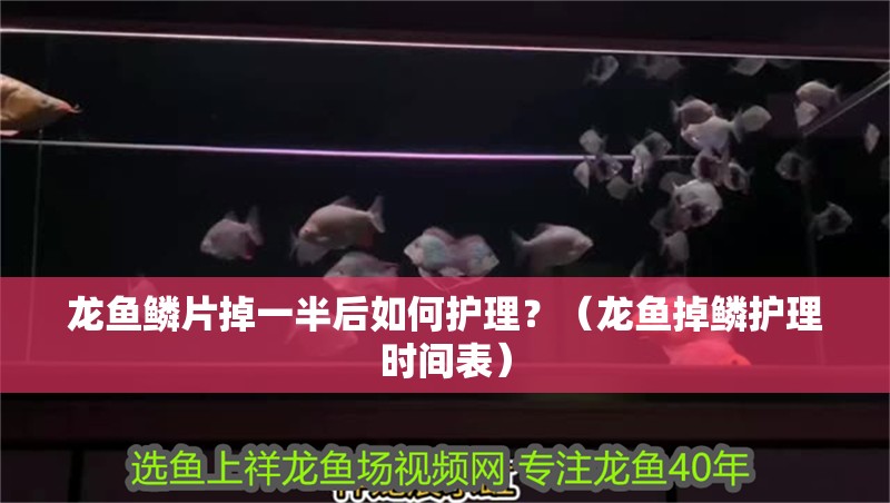 龍魚鱗片掉一半后如何護理？（龍魚掉鱗護理時間表） 龍魚鱗片掉一半后如何護理？（龍魚掉鱗護理時間表） 龍魚百科