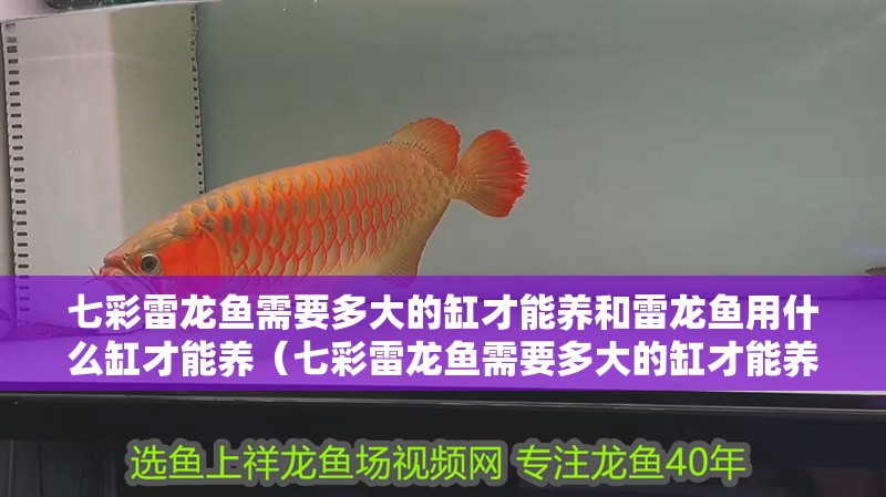 七彩雷龍魚需要多大的缸才能養和雷龍魚用什么缸才能養（七彩雷龍魚需要多大的缸才能養）