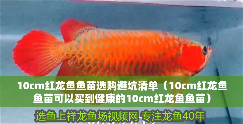 10cm紅龍魚魚苗選購避坑清單（10cm紅龍魚魚苗可以買到健康的10cm紅龍魚魚苗）