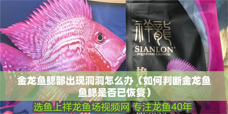 金龍魚鰓部出現洞洞怎么辦（如何判斷金龍魚魚鰓是否已恢復） 金龍魚鰓部出現洞洞怎么辦（如何判斷金龍魚魚鰓是否已恢復） 龍魚百科