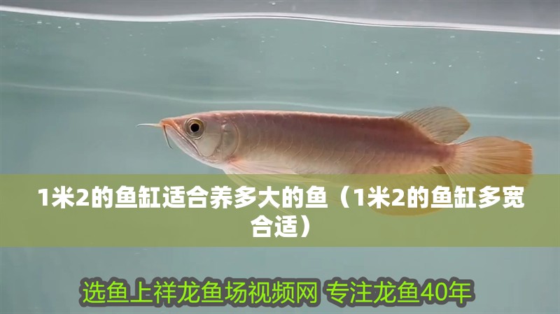 1米2的魚缸適合養多大的魚（1米2的魚缸多寬合適）