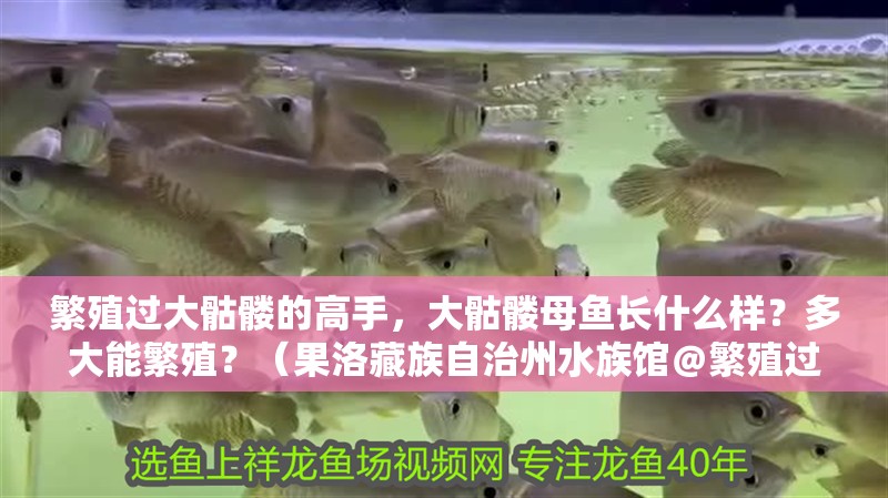 繁殖過大骷髏的高手，大骷髏母魚長什么樣？多大能繁殖？（果洛藏族自治州水族館＠繁殖過大骷髏高手）