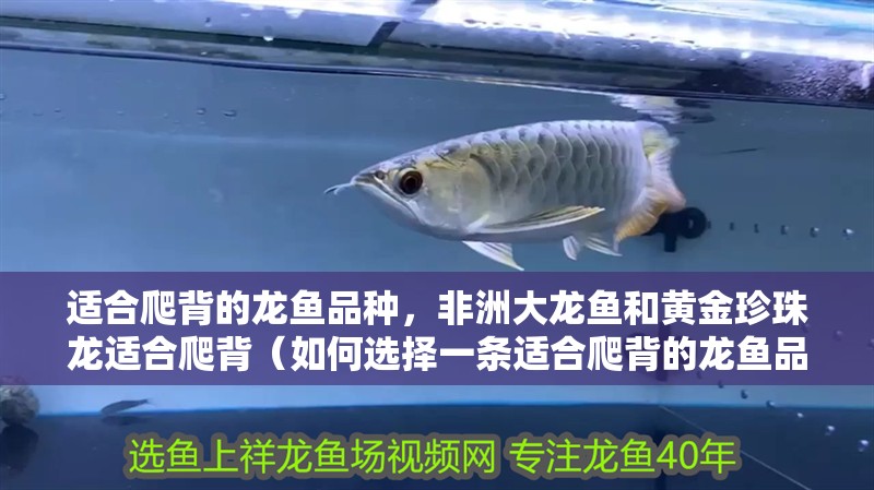 紅龍魚用黃燈烤有用嗎 適合爬背的龍魚品種,非洲大龍魚和黃金珍珠龍適合爬背(如何選擇一條適合爬背的龍魚品種?) 龍魚百科 適合爬背的龍魚品種,非洲大龍魚和黃金珍珠龍適合爬背(如何選擇一條適合爬背的龍魚品種?) 適合爬背的龍魚品種,非洲大龍魚和黃金珍珠龍適合爬背(如何選擇一條適合爬背的龍魚品種?) 龍魚百科
