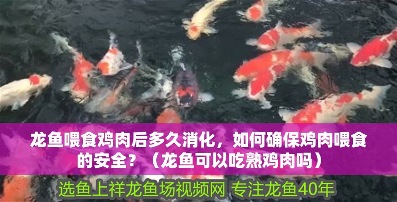 龍魚喂食雞肉后多久消化，如何確保雞肉喂食的安全？（龍魚可以吃熟雞肉嗎）