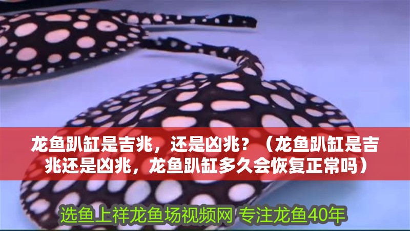 龍魚趴缸是吉兆，還是兇兆？（龍魚趴缸是吉兆還是兇兆，龍魚趴缸多久會恢復正常嗎）